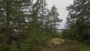 Inbjudande glänta innanför Skatagrundsudden, den sydligaste udden på Holmön. 